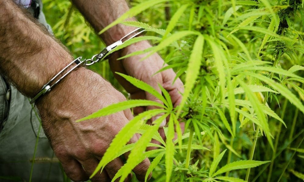 DEA Releases New Data On Marijuana Enforcement, Tracking ‘Chinese Grows’ For The First Time