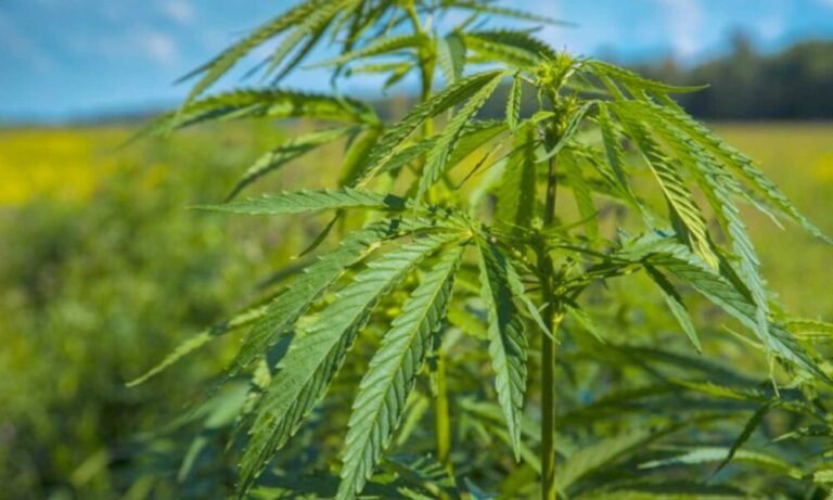 The Best Uses for the Hemp Plant - MEDCAN24