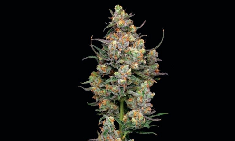 Higher: The Lore, Legends and Legacy of Cannabis - MEDCAN24
