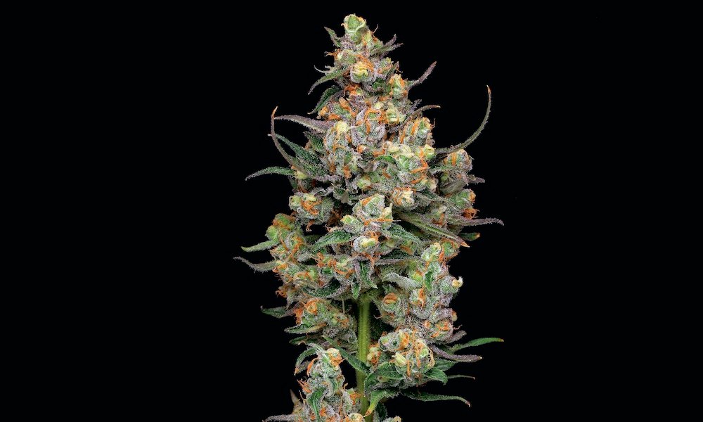 Higher: The Lore, Legends and Legacy of Cannabis - MEDCAN24