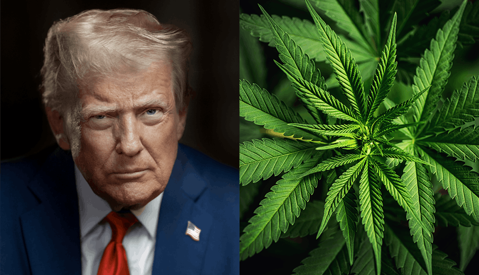 9 US Lawmakers Urge Trump to Reject Cannabis Rescheduling