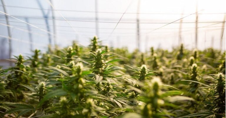 ‘Hemp-Killing’ US Legislation Language Removal Applauded 