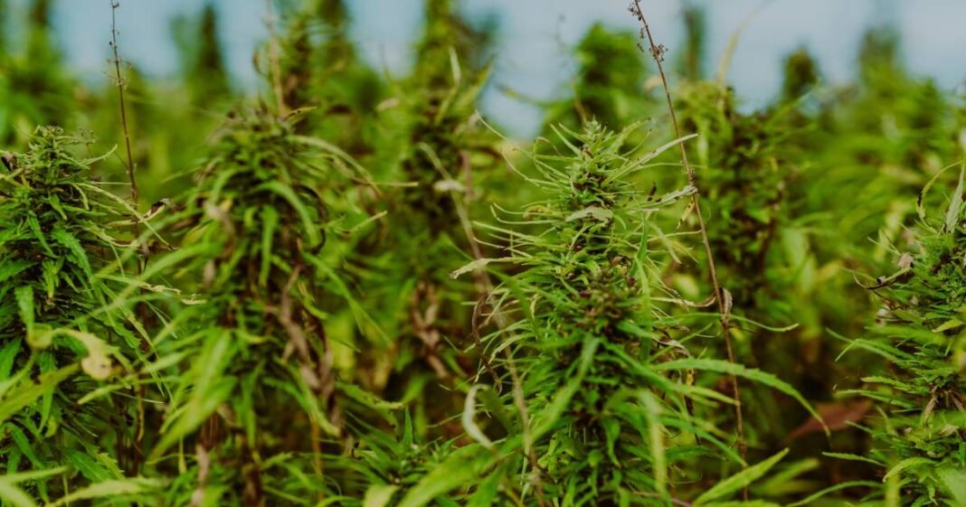 Australian Hemp Industry Inquiry Invites Submissions