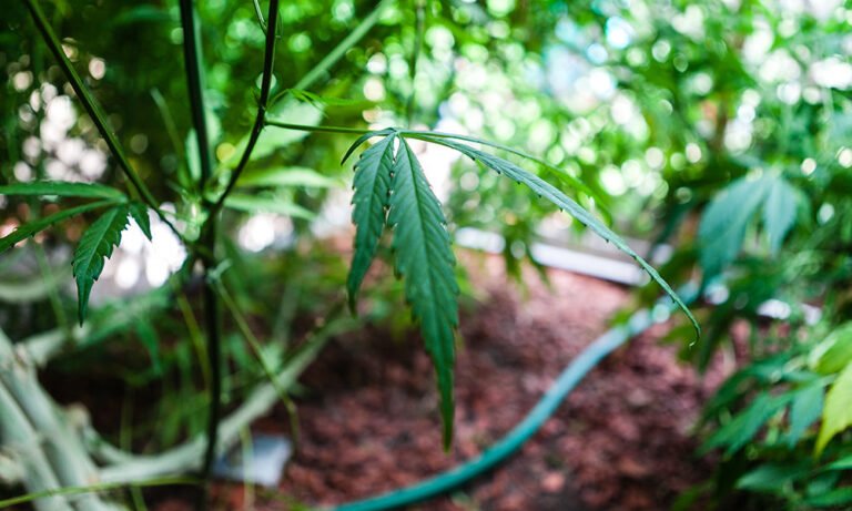 Becoming a Marijuana Farmer - MEDCAN24