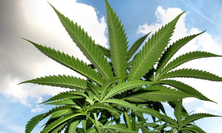 Indian Tribes See Opportunity In Hemp THC Products, Even In States That Continue Marijuana Criminalization