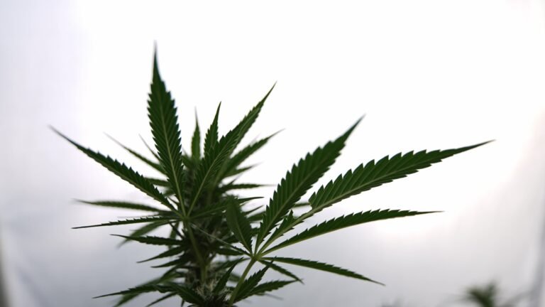 Oklahoma Police Leaders Raise Alarm About Marijuana As Legalization Campaign Targets 2026 Ballot