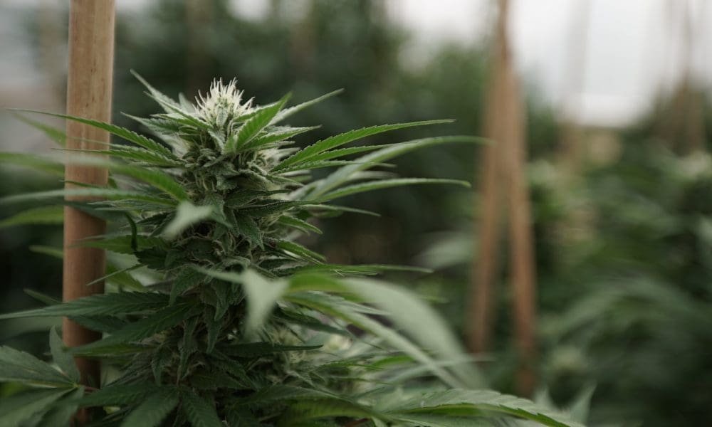 New Missouri Draft Marijuana Rules Target Predatory Licensing Practices, Hemp Recalls And Non-Compliant Business Owners