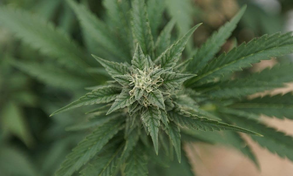 Bipartisan Congressional Lawmakers Push Trump To Reschedule Marijuana As He Announces It’s Under Review