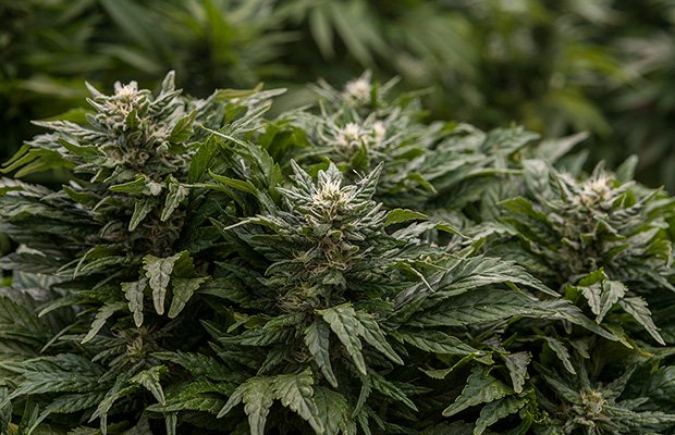 7 Diseases That Can Be Treated with Medical Marijuana - MEDCAN24
