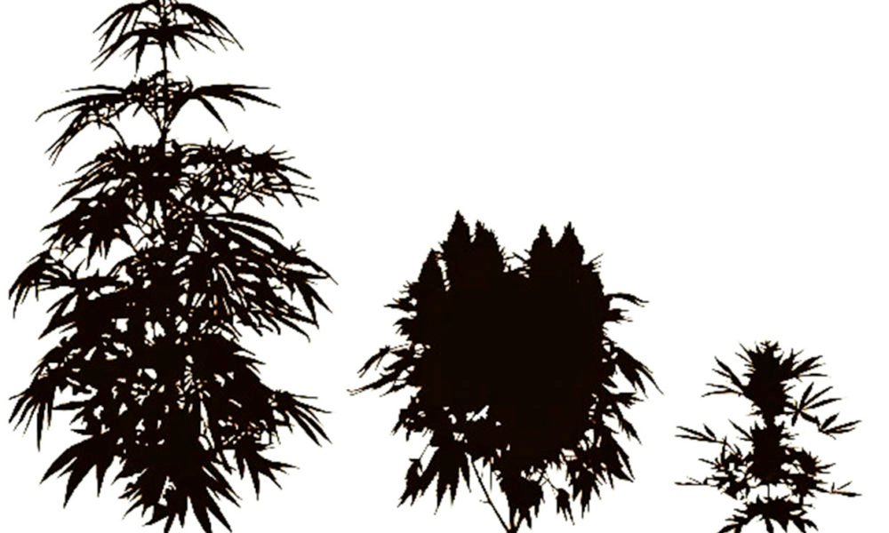 Species of Cannabis: Ruderalis and Hybrids - MEDCAN24