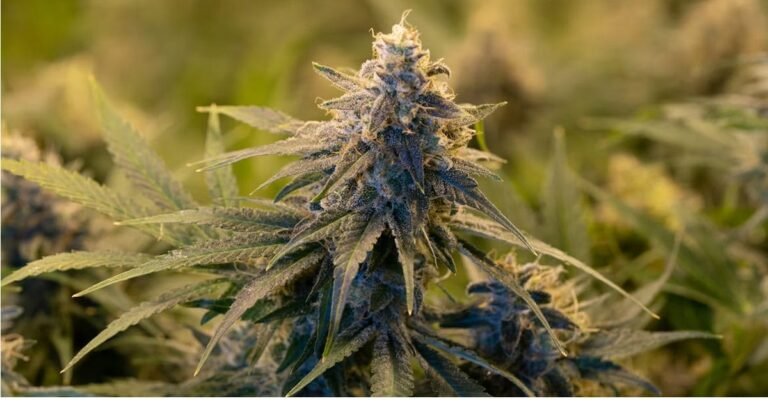 Public Consultation On Medical Cannabis In Australia