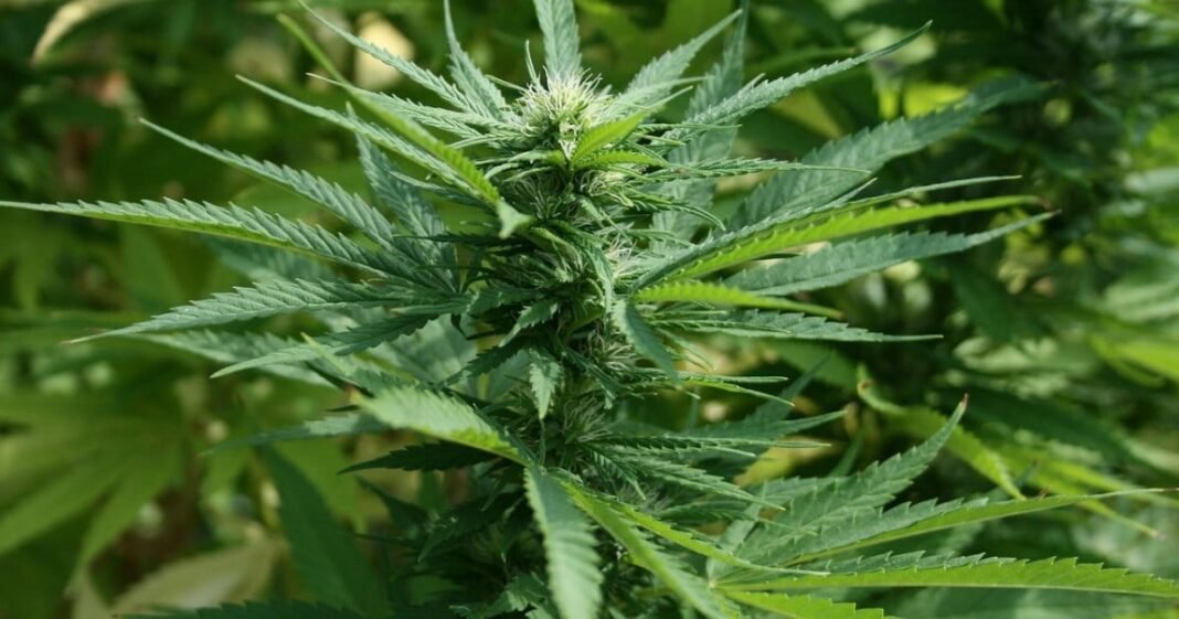 Australian Medical Cannabis Consultation Kicks Off