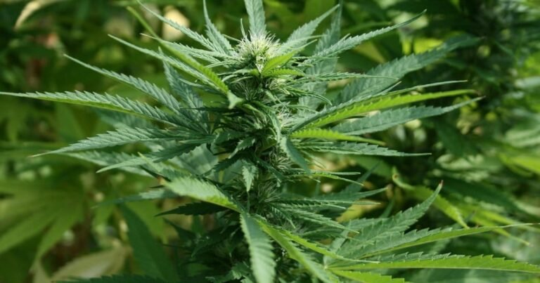 Australian Medical Cannabis Consultation Kicks Off