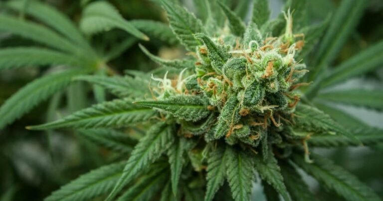 Nebraska Cannabis Legalization Petition Initiative Launched