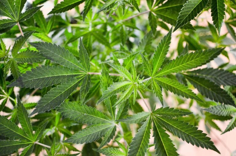 Congresswoman Says Federal Marijuana Policy Is At A ‘Standstill’ As Trump Weighs Rescheduling