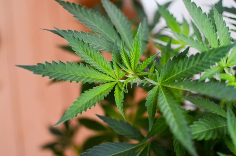As More States Normalize Marijuana Legalization, New Poll Shows Many Americans Feel Neutral About Its Societal Impact