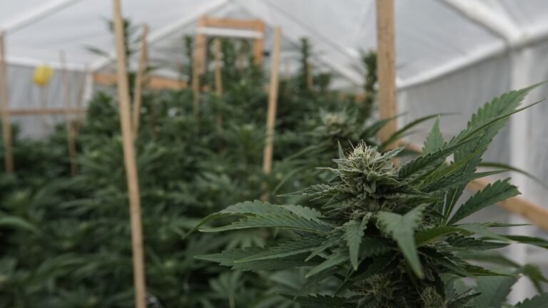 Nebraska Governor Pushes Officials To Enact Medical Marijuana Cultivation Cap