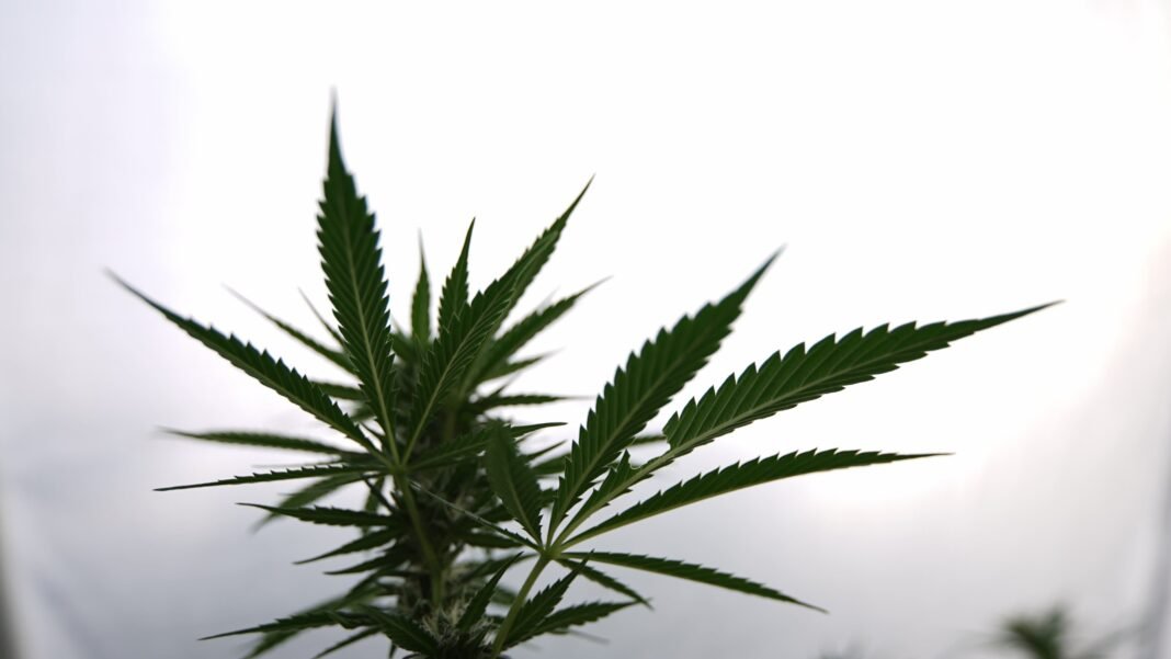 Former Trump Cabinet Member Says Marijuana Rescheduling Would Help To ‘Destroy This Country’