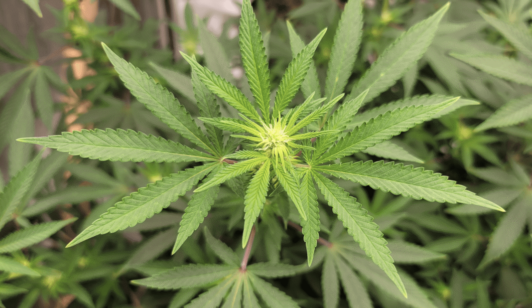 Missouri Activists File Initiatives To Unify Marijuana And Hemp Regulations For 2026 Ballot