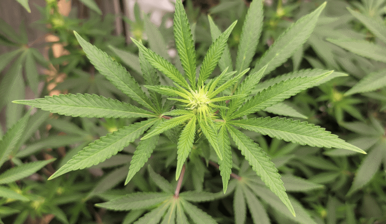 Missouri Activists File Initiatives To Unify Marijuana And Hemp Regulations For 2026 Ballot