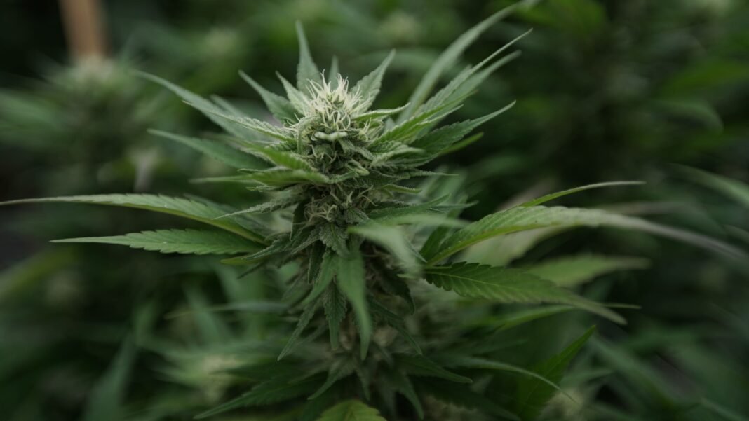Federal Agency Gives Anti-Marijuana Group A Platform To Make Claims About Legalization’s Impact That Aren’t Supported By Data