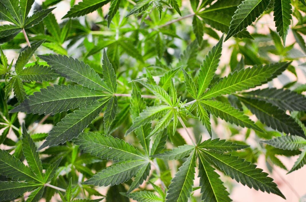 Hawaii Health Officials Push For Federal Marijuana Rescheduling As Trump Weighs Reform