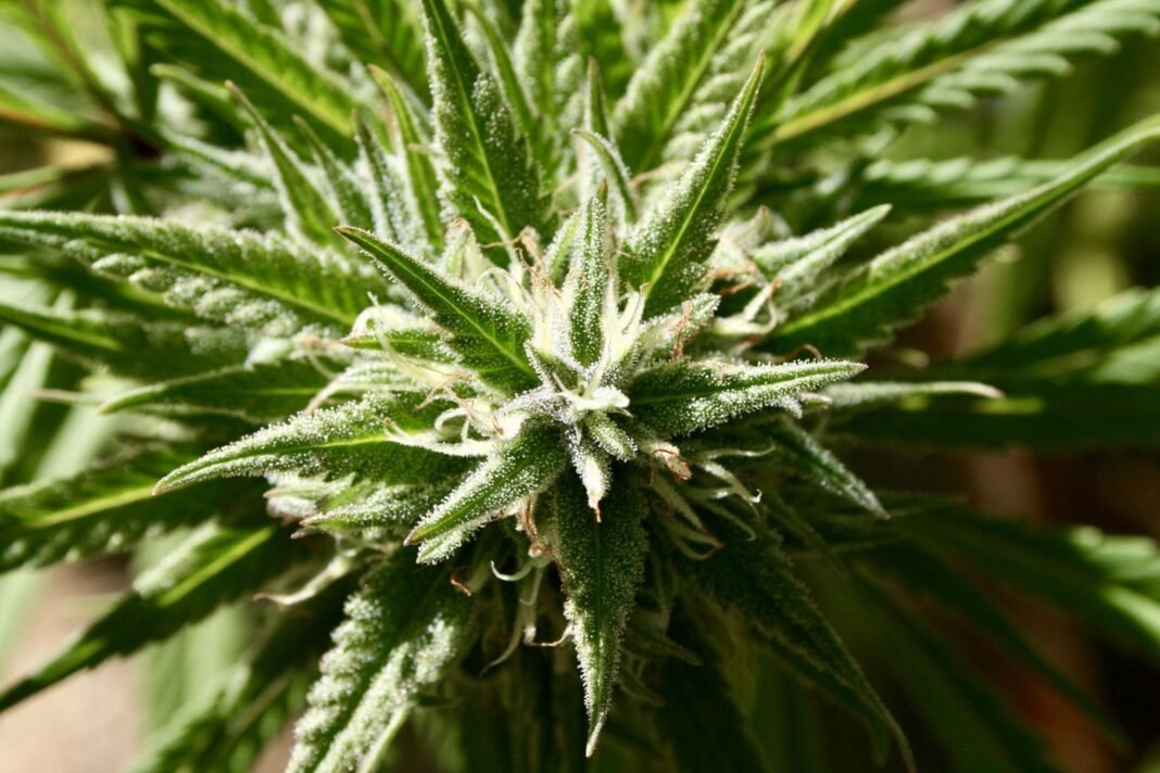 Trump’s Drug Czar Pick Says Marijuana Is A ‘Bipartisan Issue,’ But Admin Still Exploring ‘All Options’ On Scheduling
