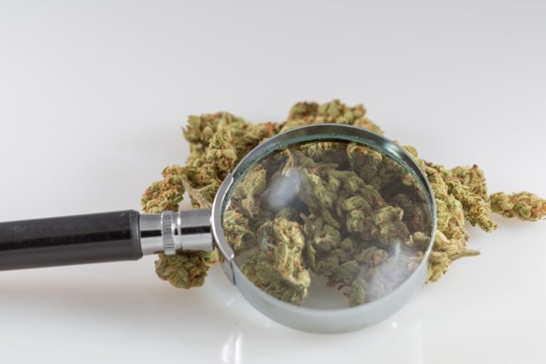 Scientists Sniff Out What Gives Marijuana Strains Their Distinct Aromas, Revealing How Terpenes And Other Compounds Interact - MEDCAN24