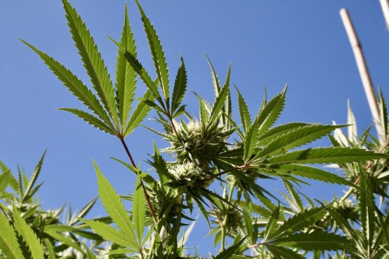 Virginia Candidates For Governor Have Contrasting Marijuana Stances As Early Voting Begins