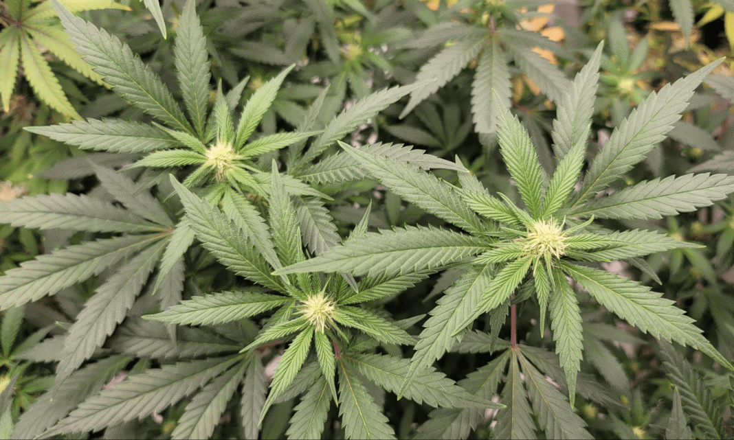 California Governor Signs Bill To Roll Back Marijuana Tax Hike