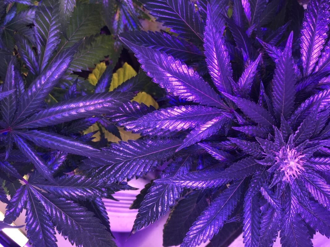 Majority Of Americans Say Marijuana Isn’t ‘Dangerous’ As Trump Decides On Rescheduling, New Poll Shows