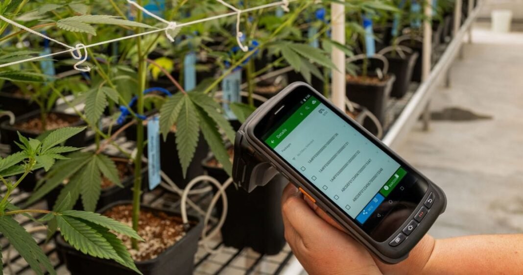 Virginia Medical Marijuana Sales Results