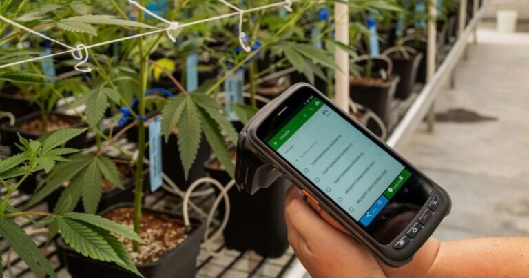 Virginia Medical Marijuana Sales Results