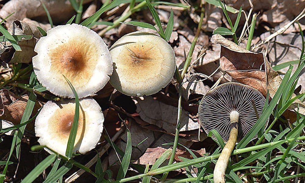 New York Lawmakers Schedule Psychedelics-Focused Hearing To Discuss ‘Medicinal Value And Risks’ Of Psilocybin