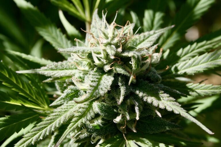 Delaware Officials Will Now Let Marijuana Businesses Transfer Permits Between Counties