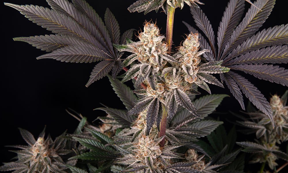 Barney’s Farm x Doja Exclusive: A Global Powerhouse in Cannabis Genetics - MEDCAN24
