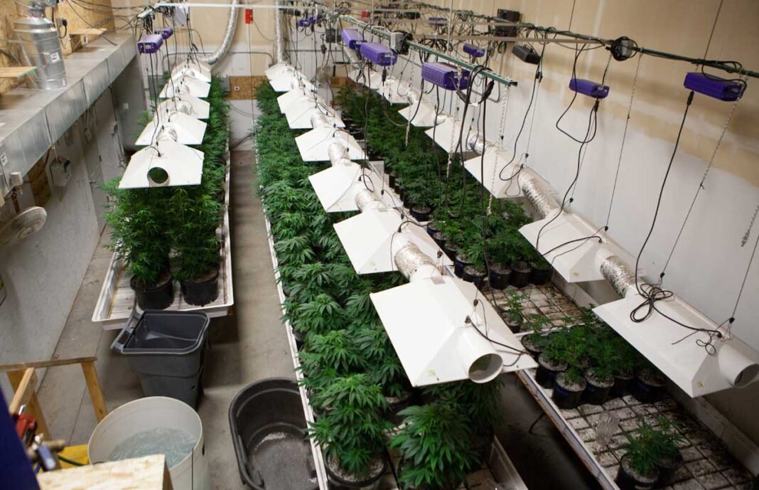 What’s pH? Understanding and Measuring pH in Your Grow Room - MEDCAN24