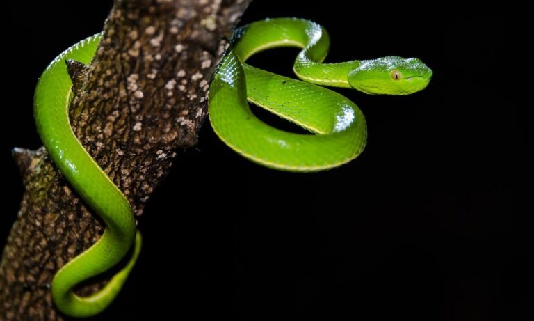 Marijuana Might Be Beneficial in Combating Phobias - MEDCAN24