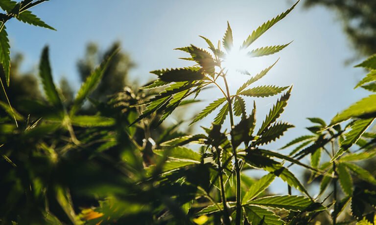 Cannabis Is Legal! Seriously - MEDCAN24