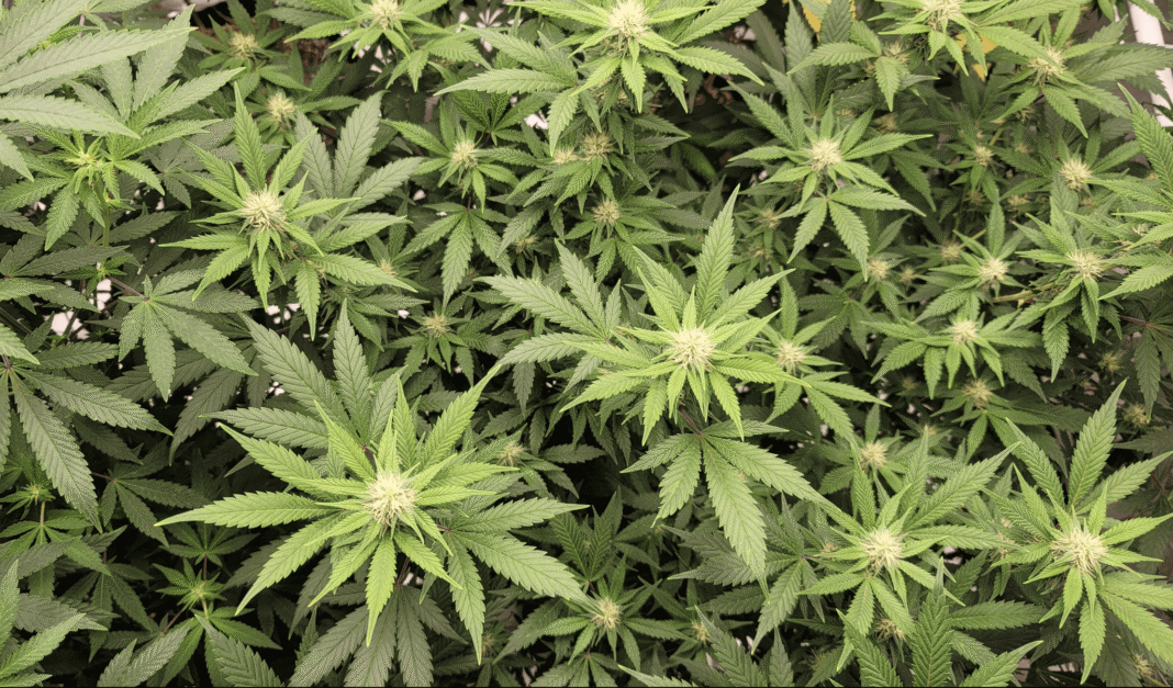 As New Texas Medical Marijuana Expansion Takes Effect, Poll Shows 91% Of Consumers Say Cannabis Effectively Treats Chronic Pain