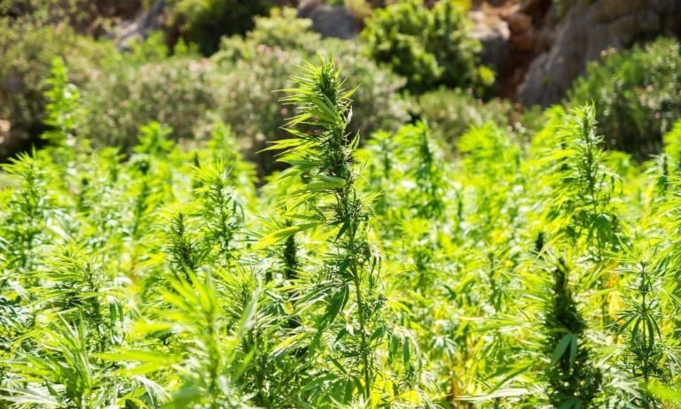 Texas Hemp Businesses Celebrate Lawmakers’ Failure To Pass THC Product Ban