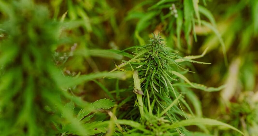 Maryland Hemp THC Sector Loses Protection
