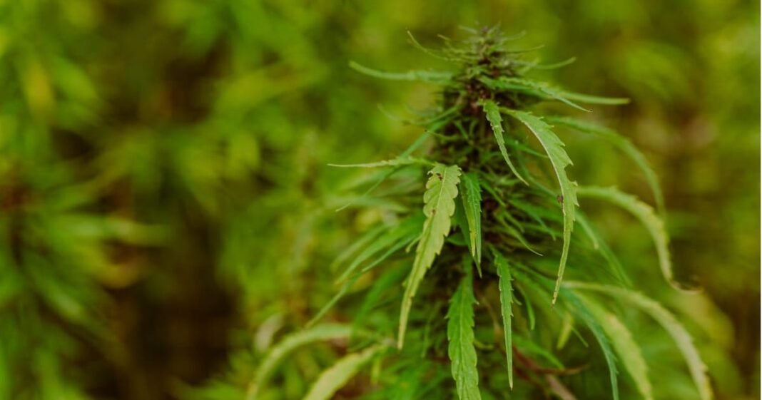 Flaws Alleged In USDA Hemp Value Calculations