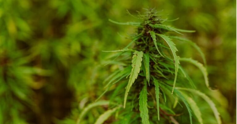Flaws Alleged In USDA Hemp Value Calculations