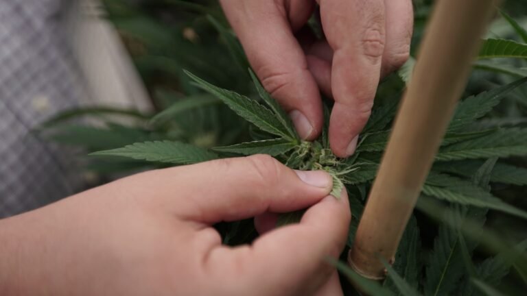 Lawmakers Debate Whether Marijuana Legalization Helps Or Hurts Organized Crime At Hearing On Chinese-Linked Illicit Grows