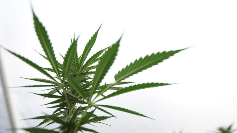 Trump’s Marijuana Rescheduling Comments Are Making More Lawmakers Pay Attention To The Issue, Democratic Congresswoman Says