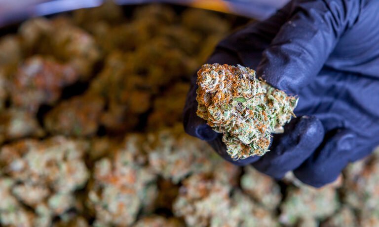 Which European Countries Will Legalize Cannabis Next? - MEDCAN24