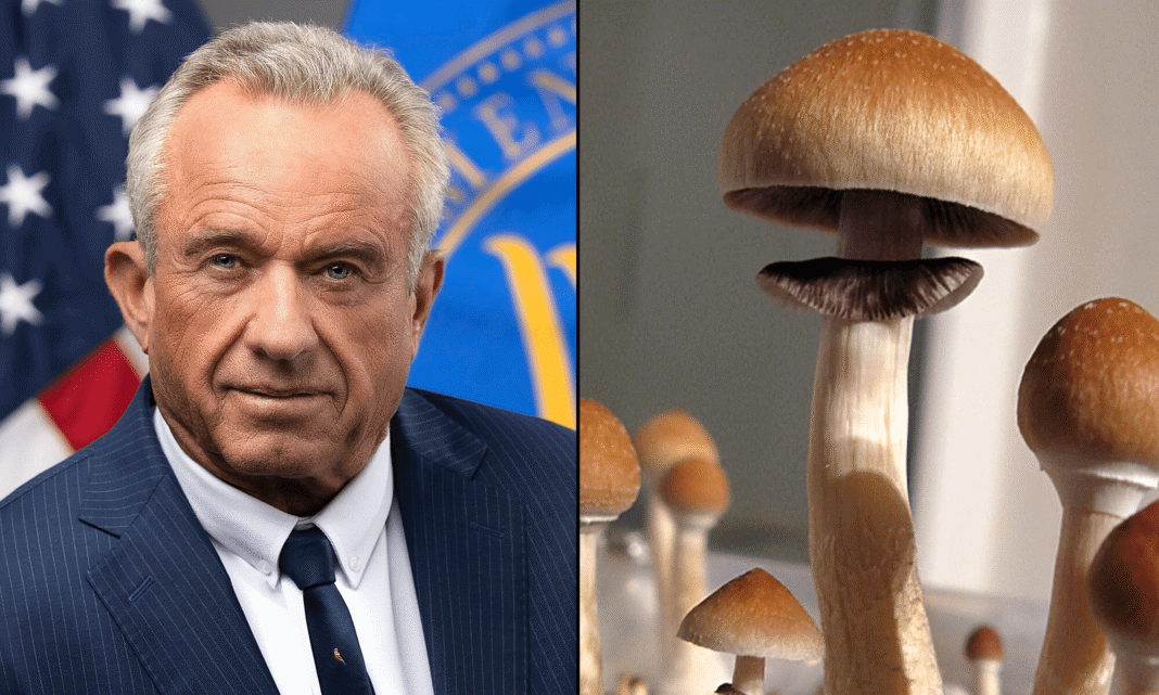 RFK Jr. Discussed Plan For ‘Advancing Psychedelic Therapies’ With Colorado Governor, Staffer Says