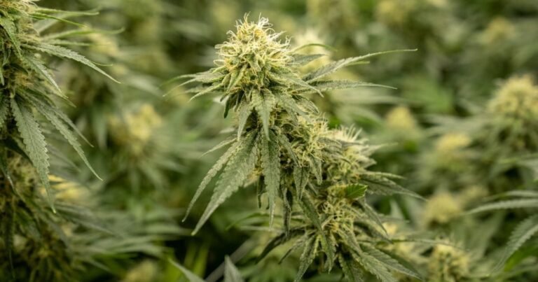 TGA Medical Cannabis Public Consultation Enters Final Days