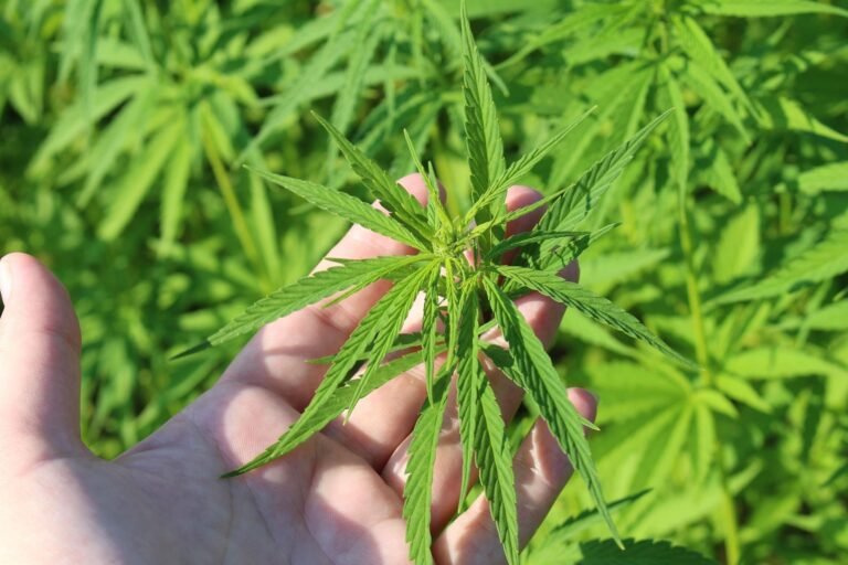 Three In Four American Voters Want Hemp To Stay Legal, With Enhanced Regulations, Poll Finds